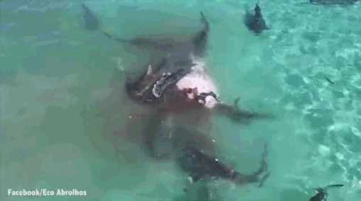 凶残！无人机拍摄40头虎鲨抢食鲸鱼
